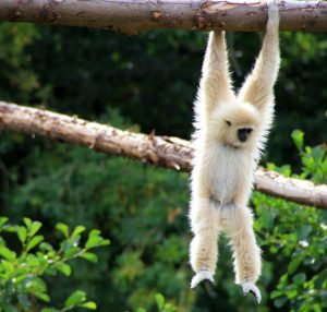 white-gibbon-hanging-tree-branch-jpg-638x0_q80_crop-smart